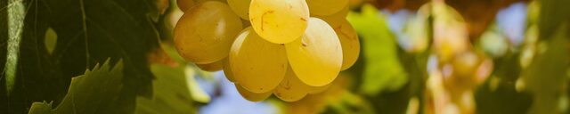 Vignes Peruviennes